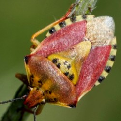 Carpocoris pudicus